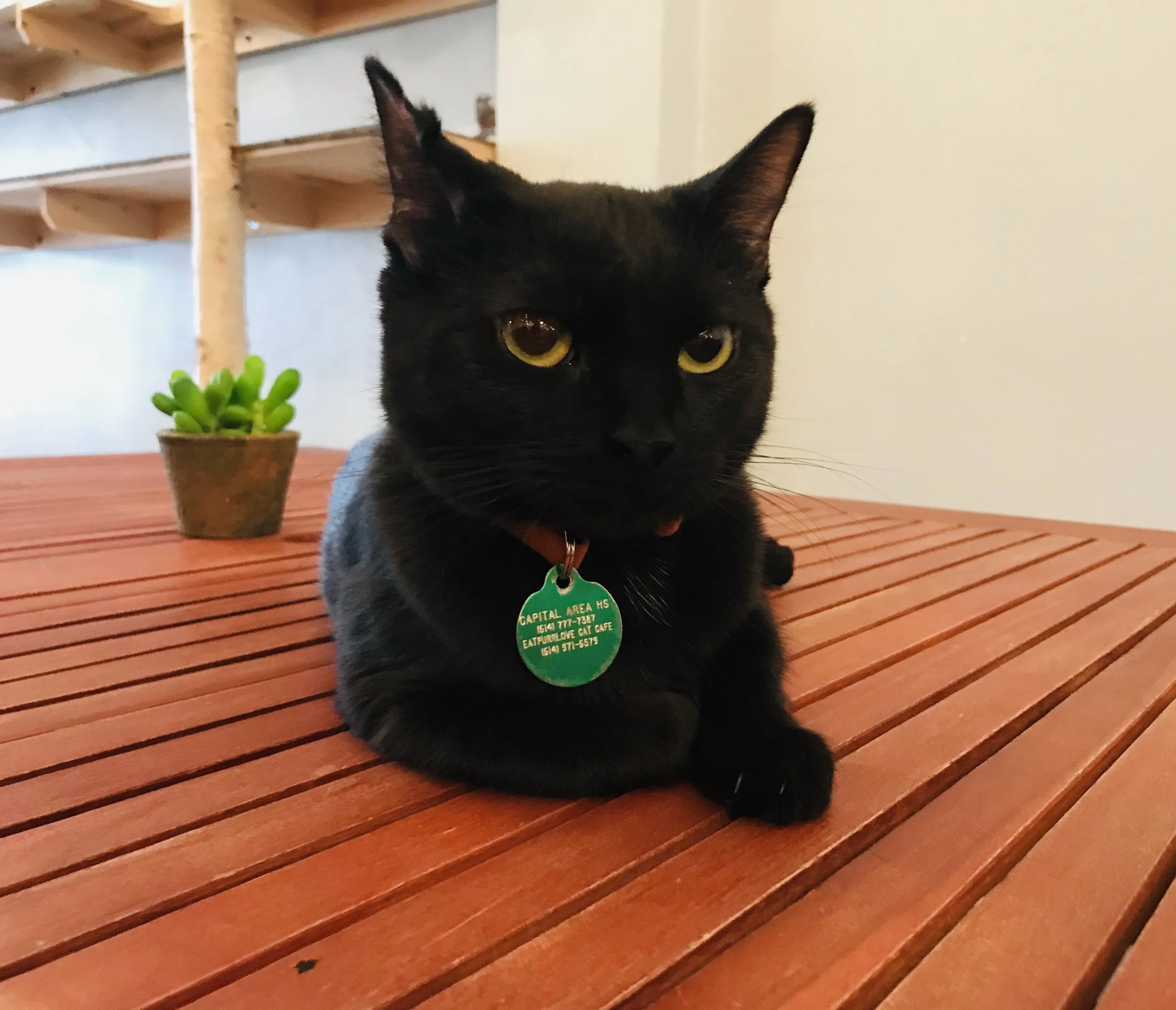 Eat Purr Love — The Neighbor's Cat